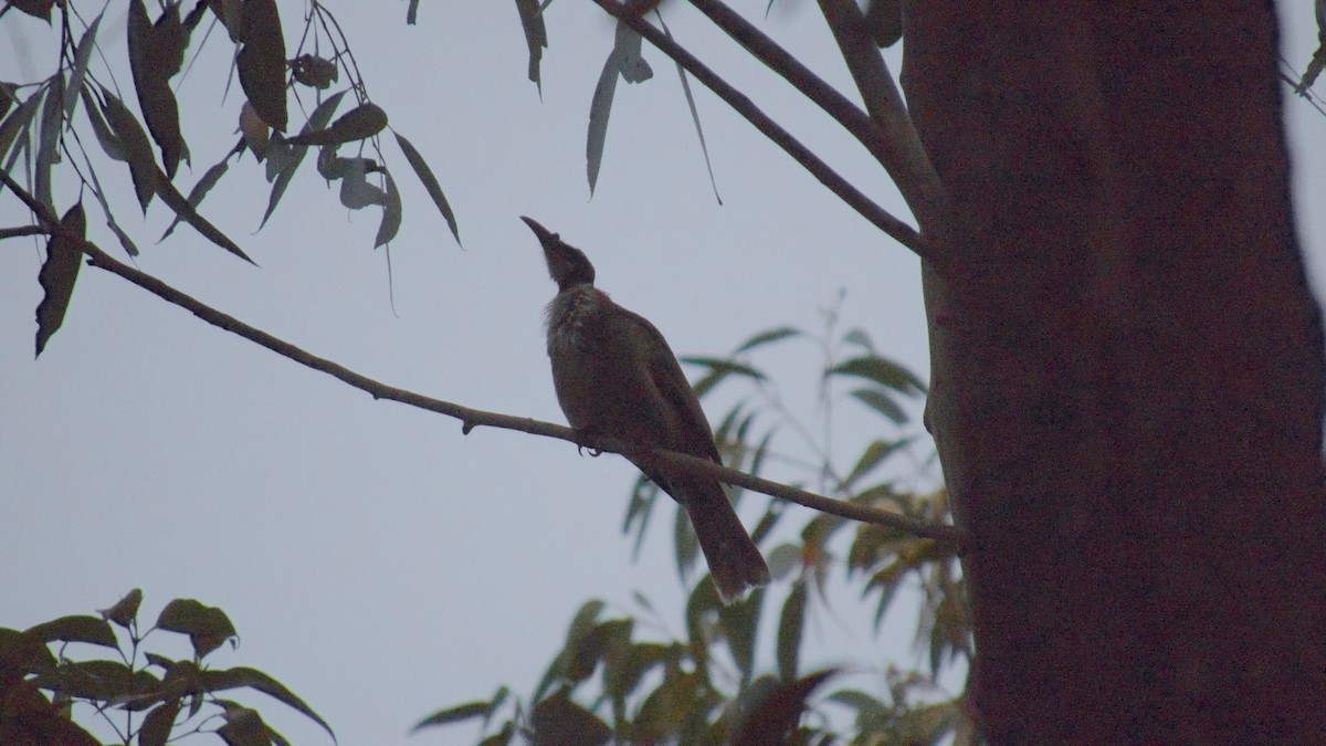 Noisy Friarbird - ML624577683