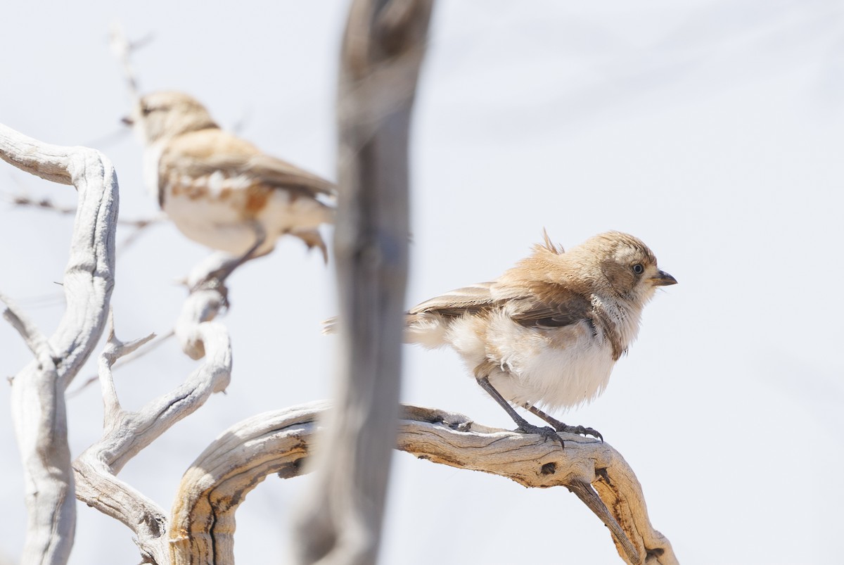 Banded Whiteface - ML624577685