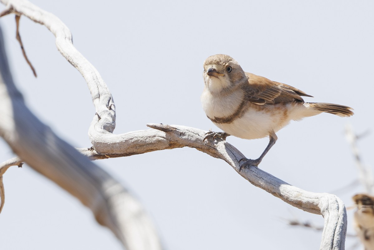 Banded Whiteface - ML624577686