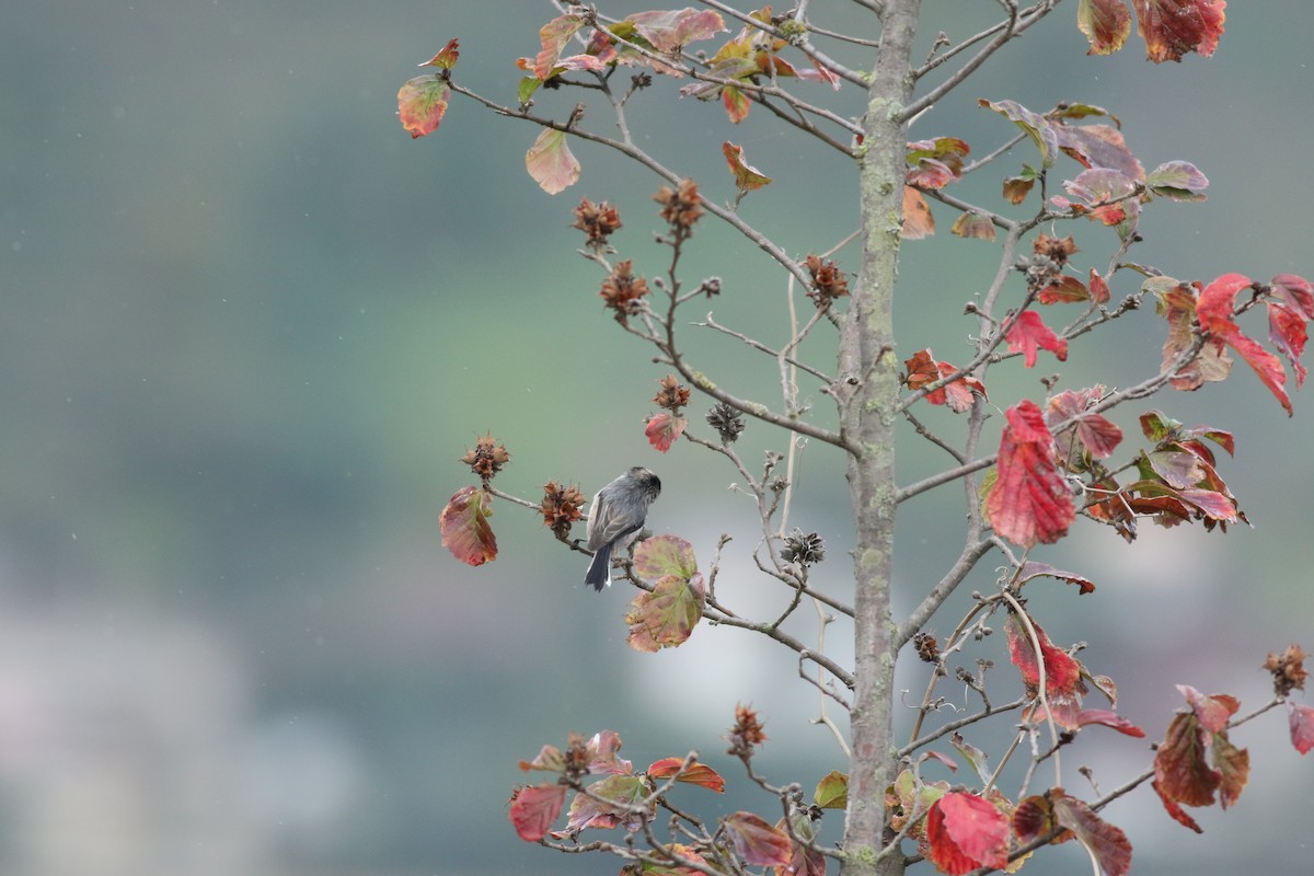 Long-tailed Tit - ML624577688