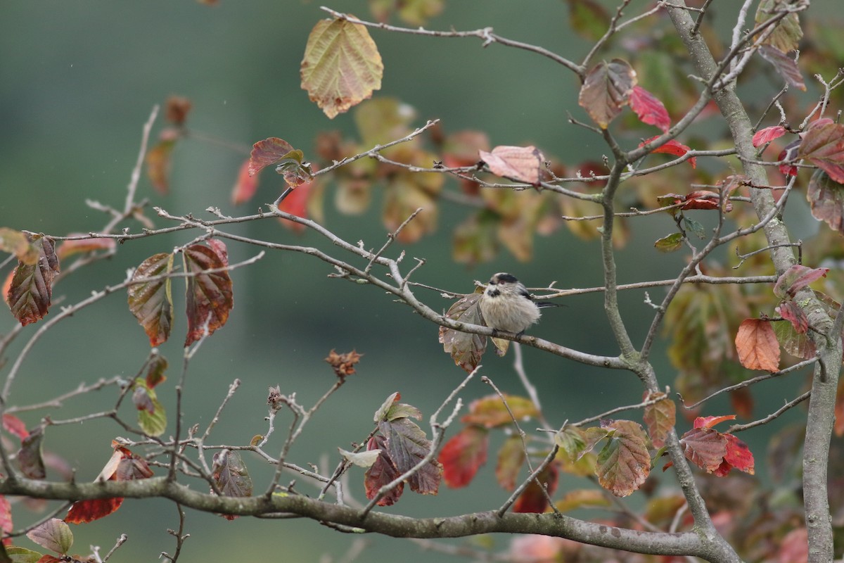 Long-tailed Tit - ML624577689