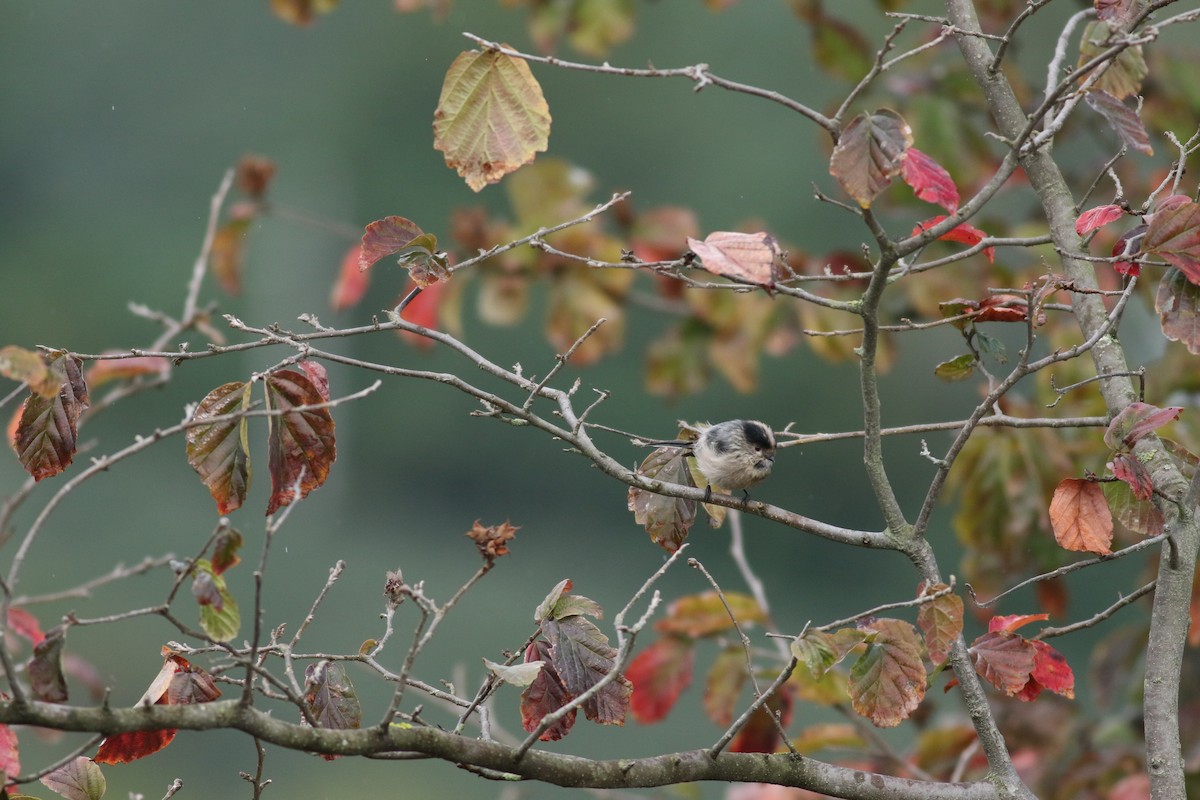 Long-tailed Tit - ML624577690