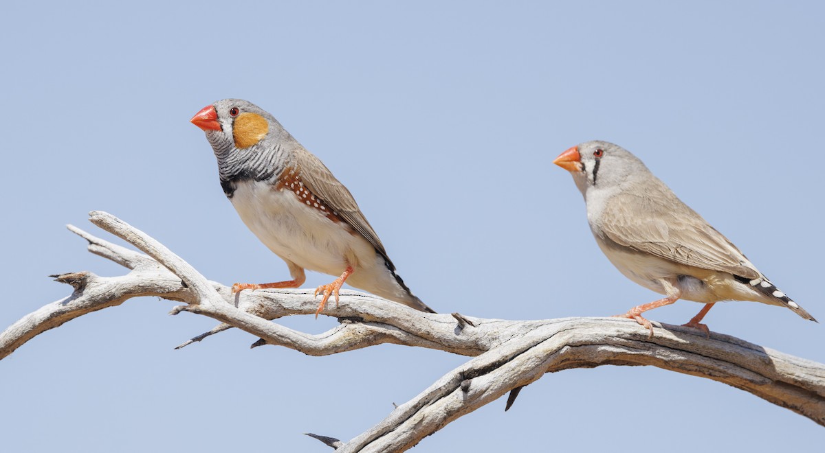 Zebra Finch (Australian) - ML624577691