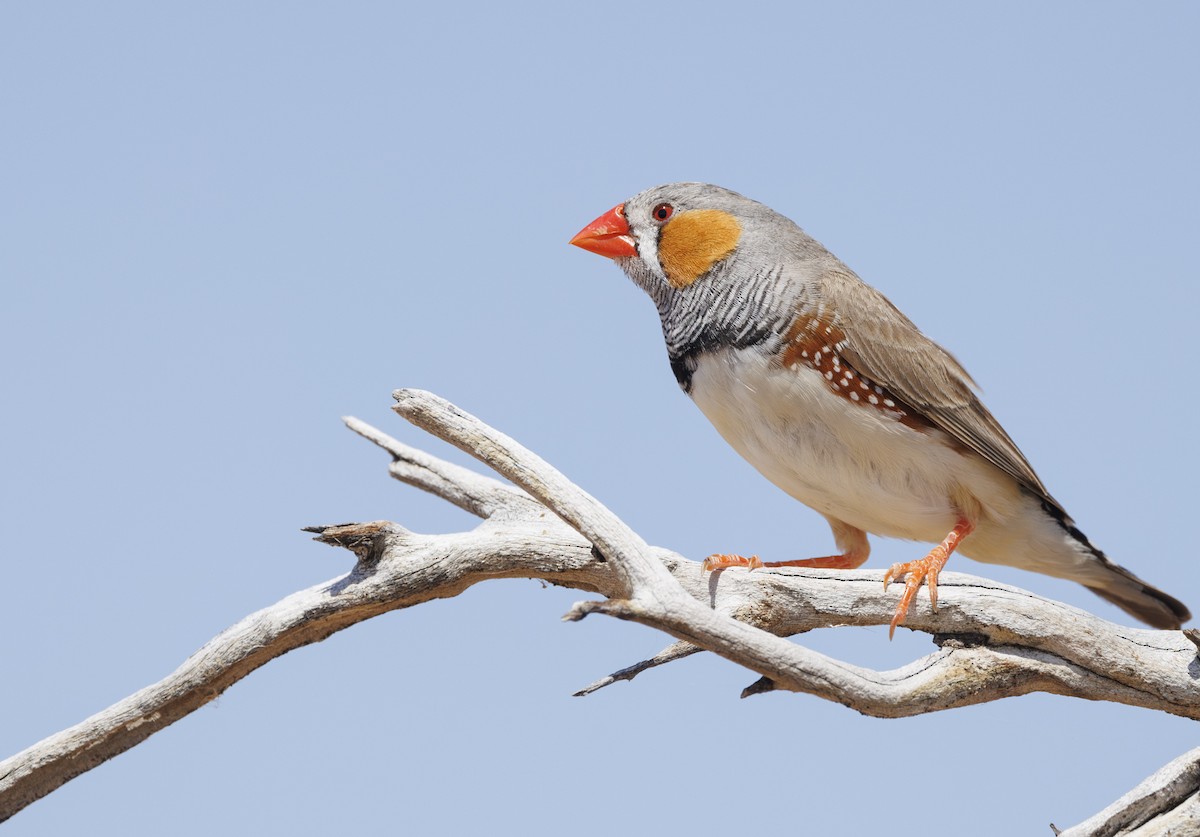 Zebra Finch (Australian) - ML624577692