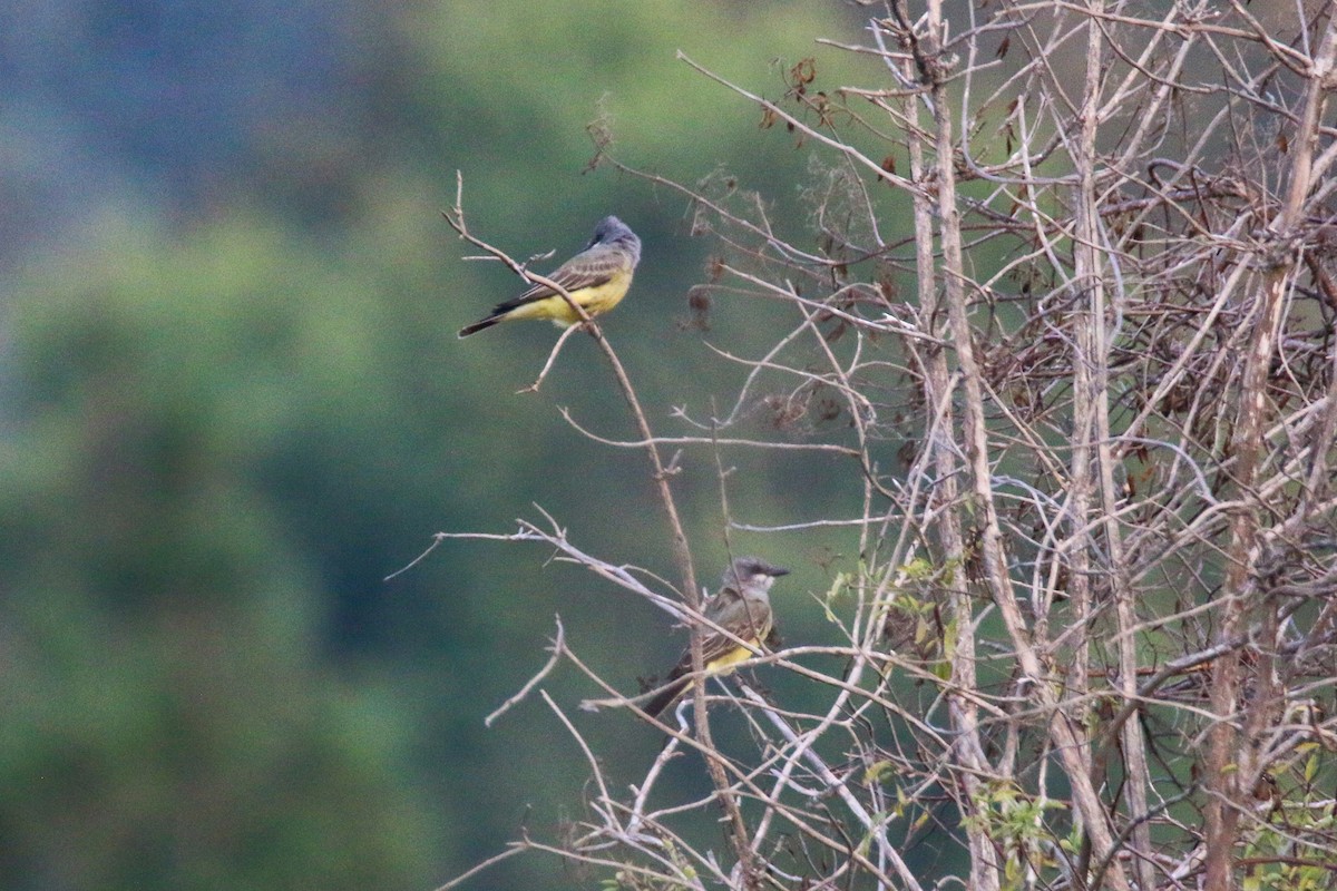 Cassin's Kingbird - ML624577693