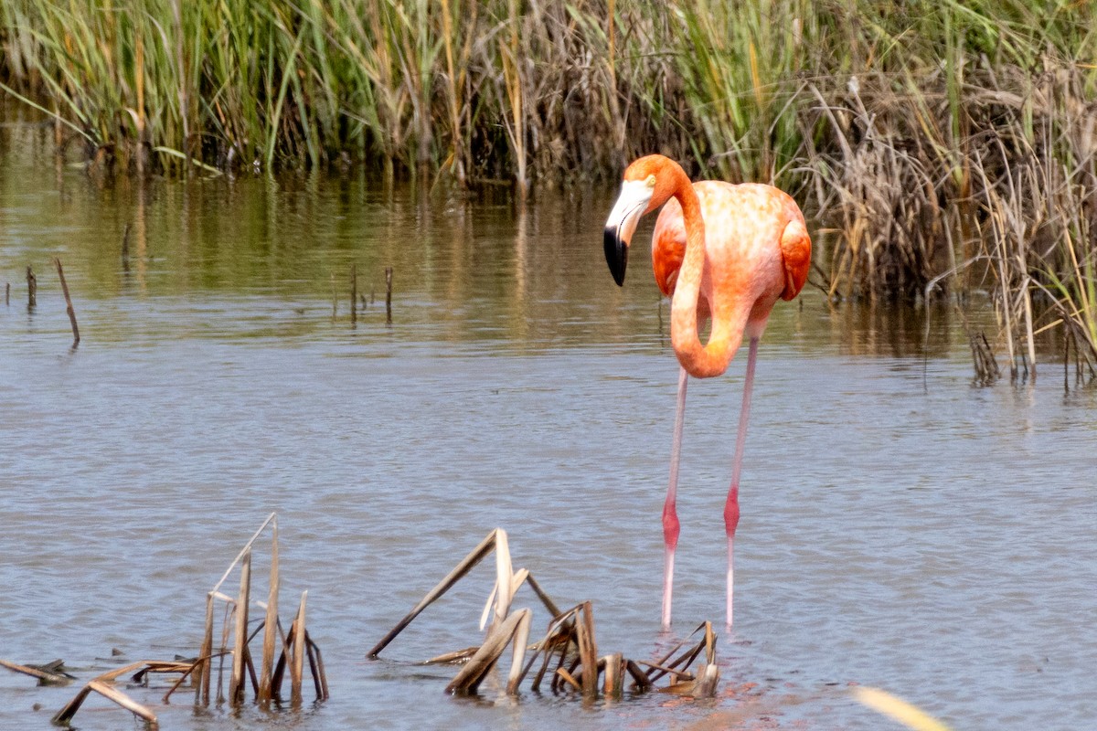 American Flamingo - ML624577694