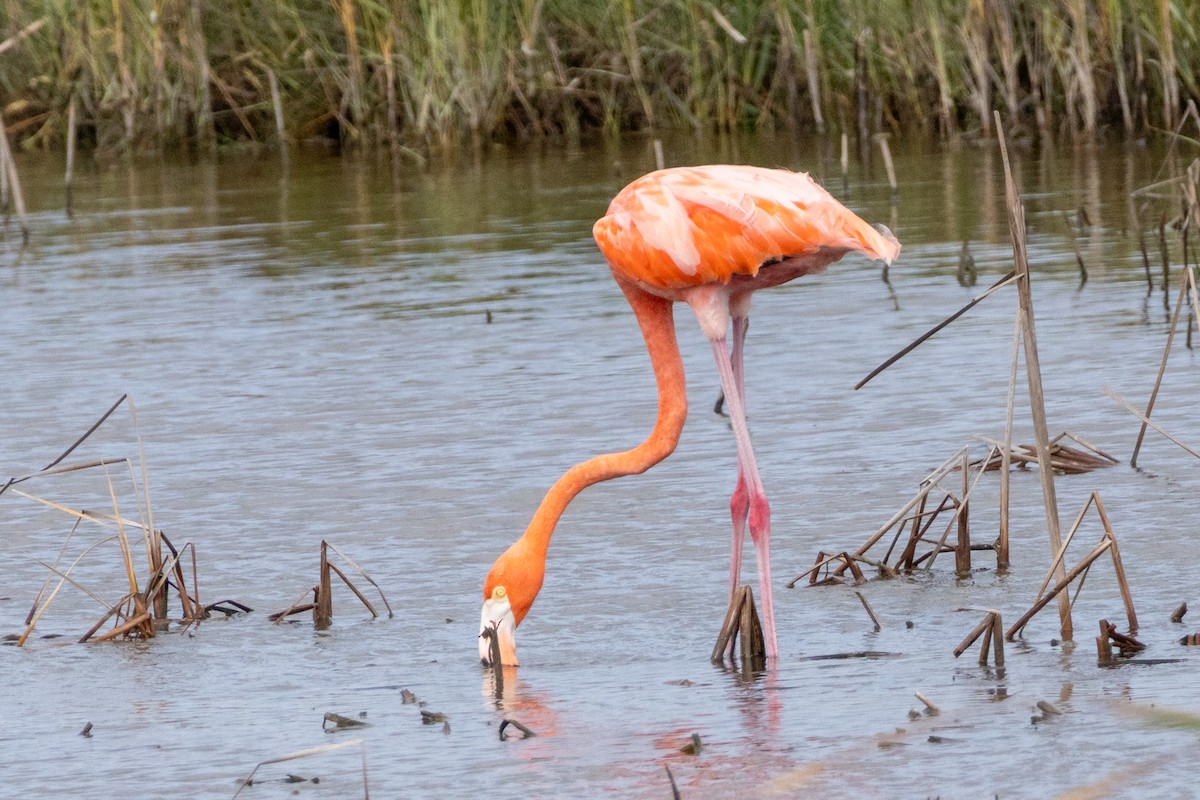 American Flamingo - ML624577695