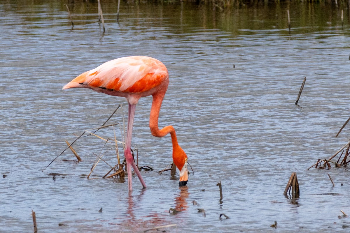 American Flamingo - ML624577696