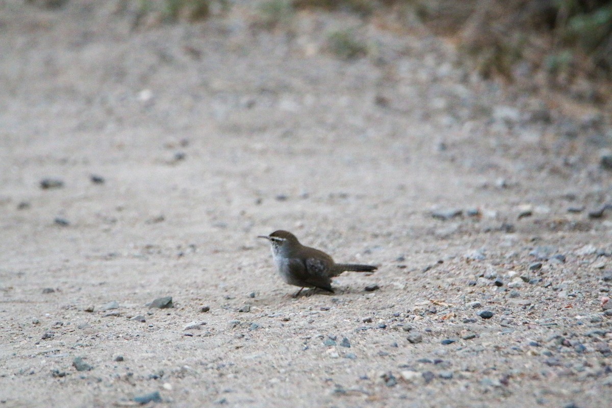 Bewick's Wren - ML624577697