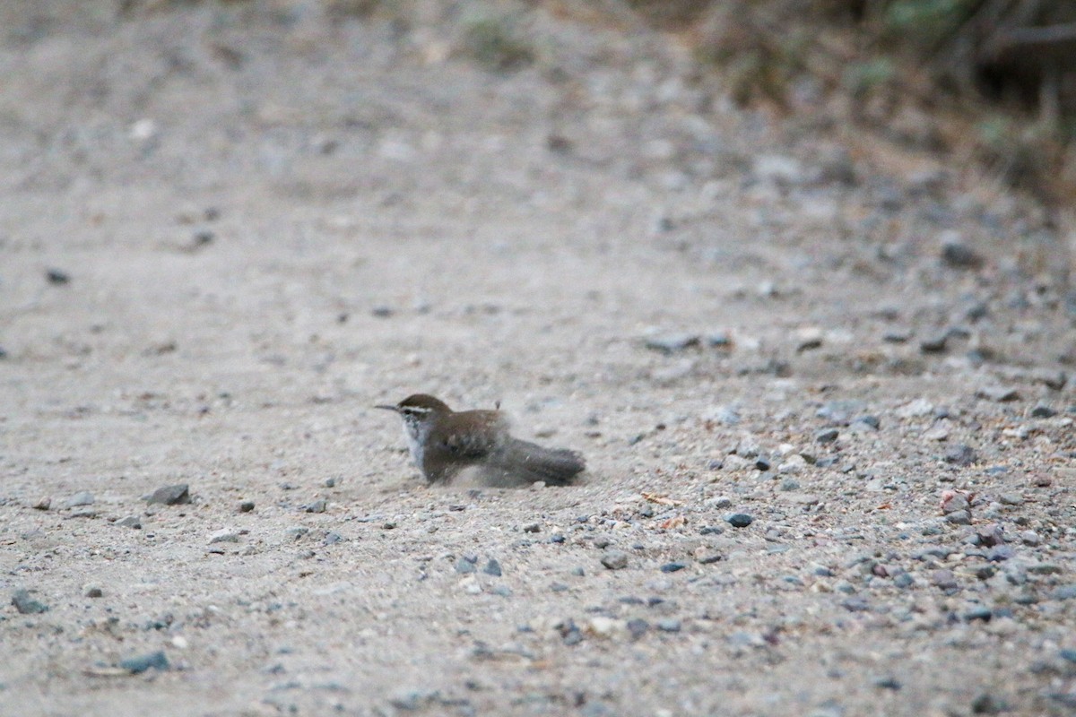 Bewick's Wren - ML624577698