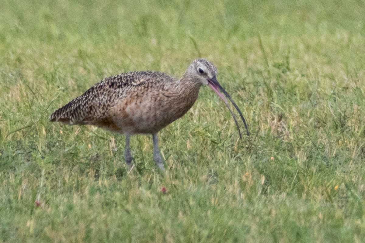 Long-billed Curlew - ML624577700