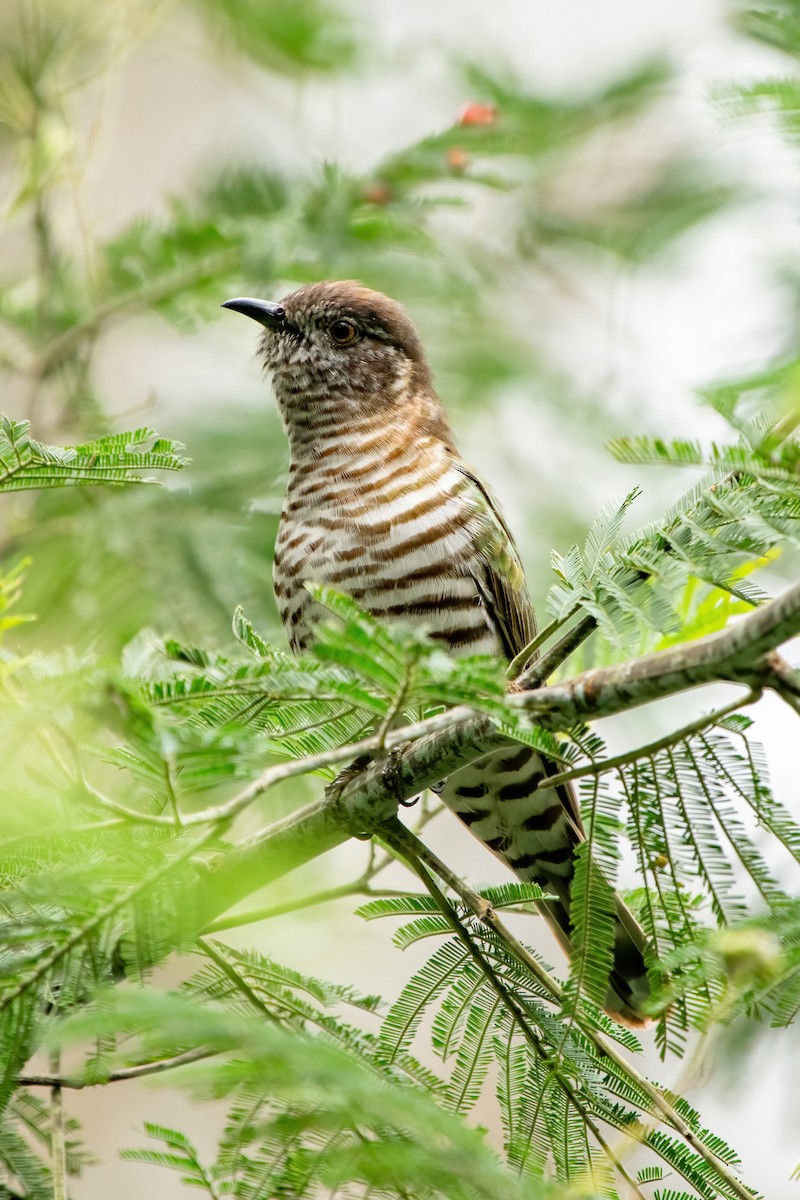 Shining Bronze-Cuckoo - ML624577701