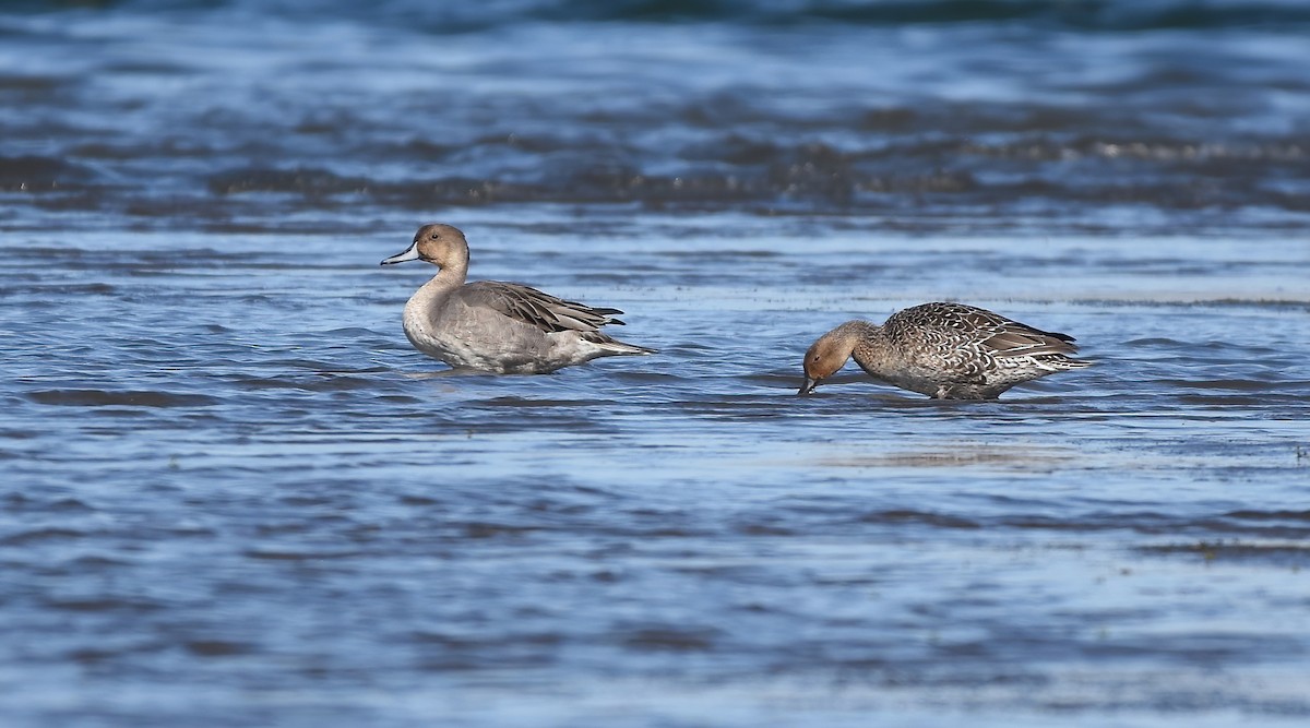 Northern Pintail - ML624577703