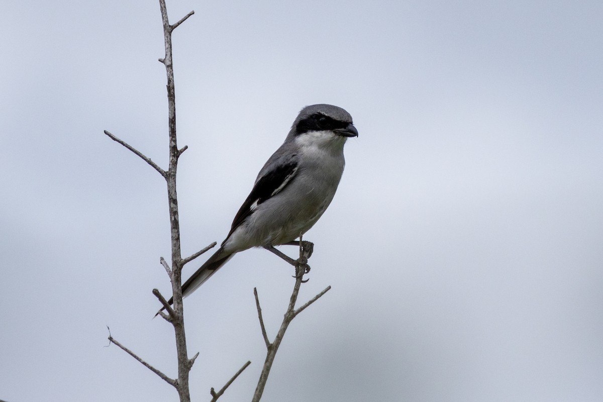 Loggerhead Shrike - Parker Marsh