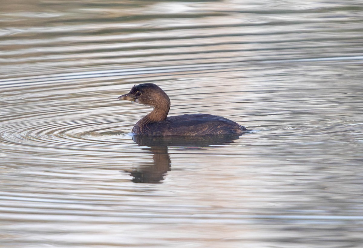 Pied-billed Grebe - ML624577782