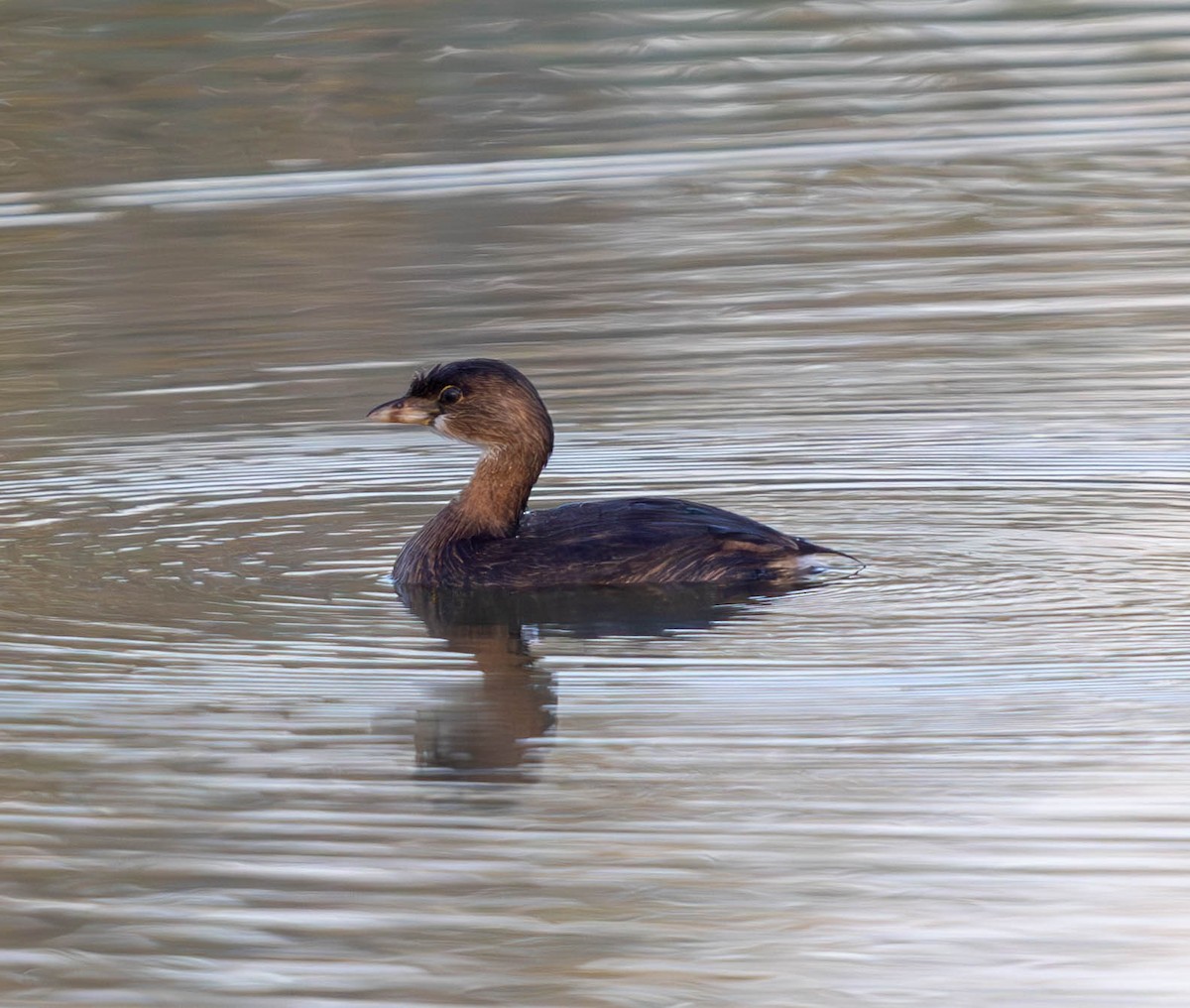 Pied-billed Grebe - ML624577783