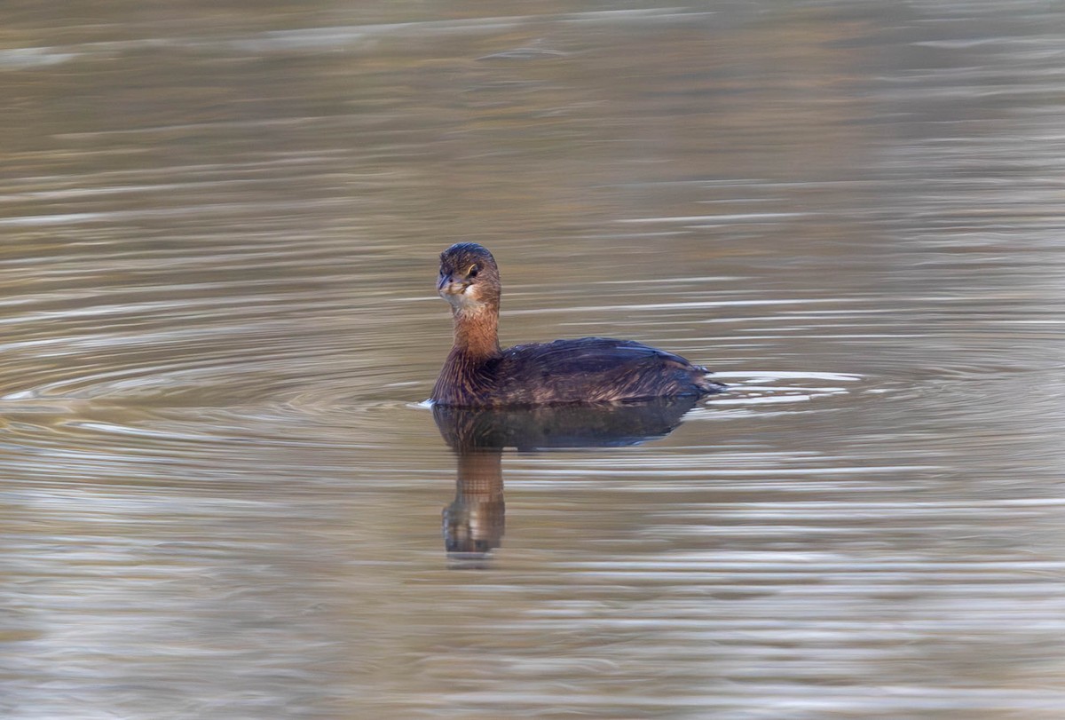 Pied-billed Grebe - ML624577784