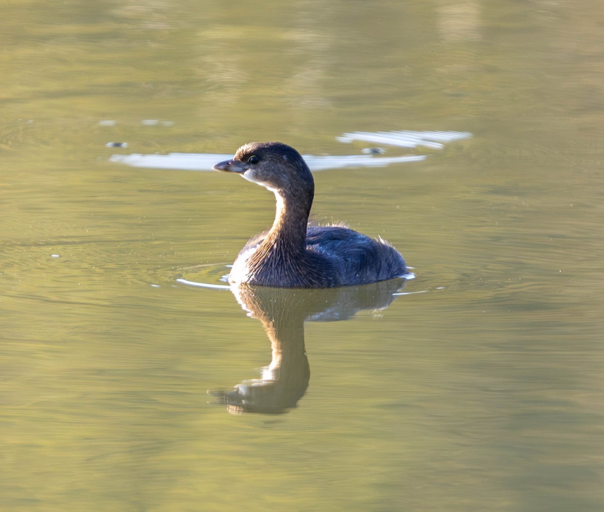 Pied-billed Grebe - ML624577785