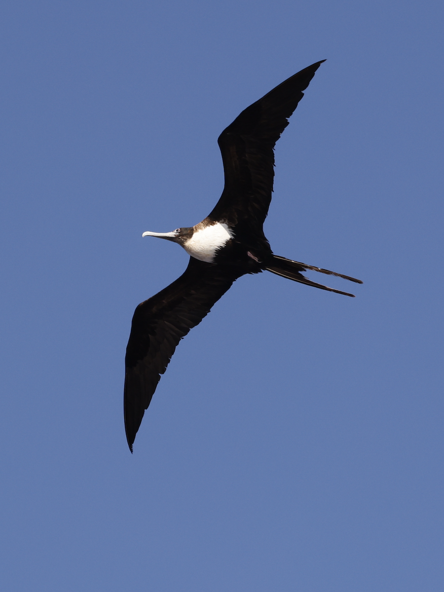 Great Frigatebird - ML624577786