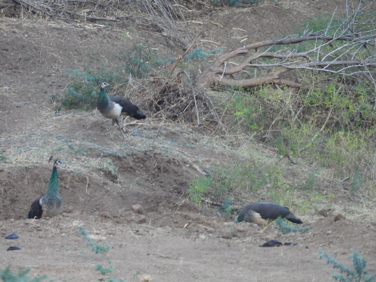 Pavo Real Común - ML624577819