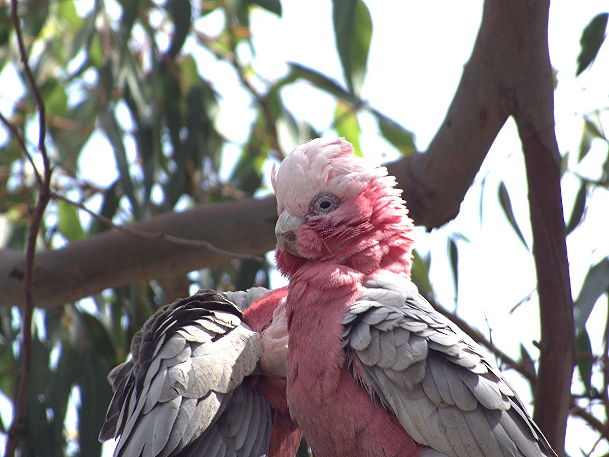 Galah - ML624577854