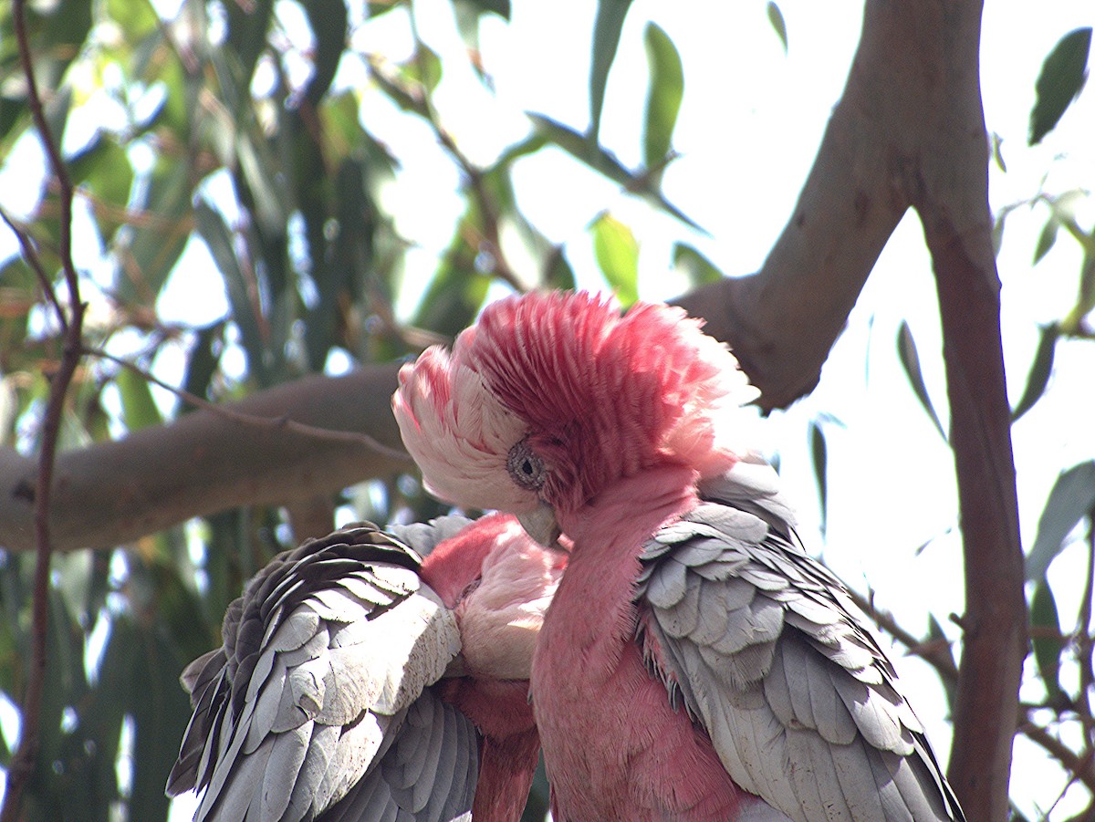 Galah - ML624577855