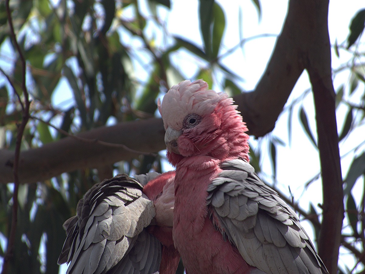 Galah - ML624577856