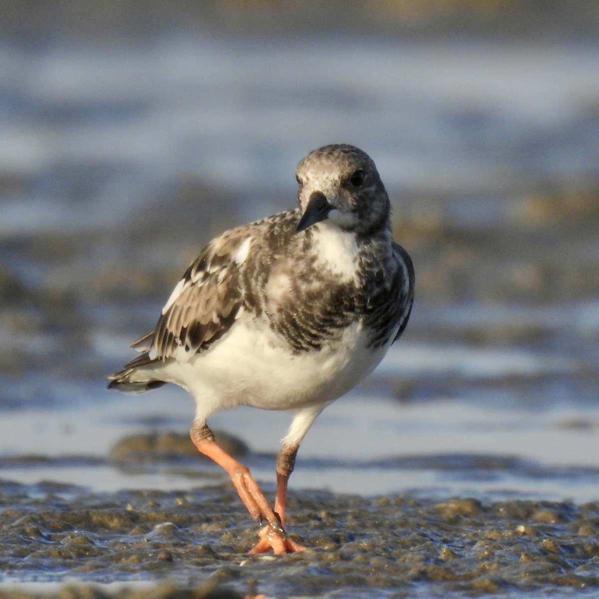 Ruddy Turnstone - ML624577892