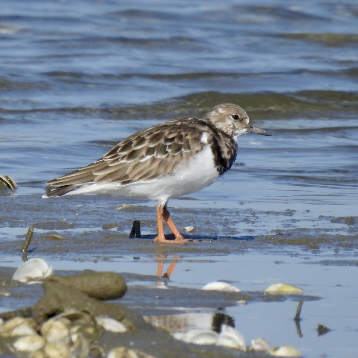 Ruddy Turnstone - ML624577893