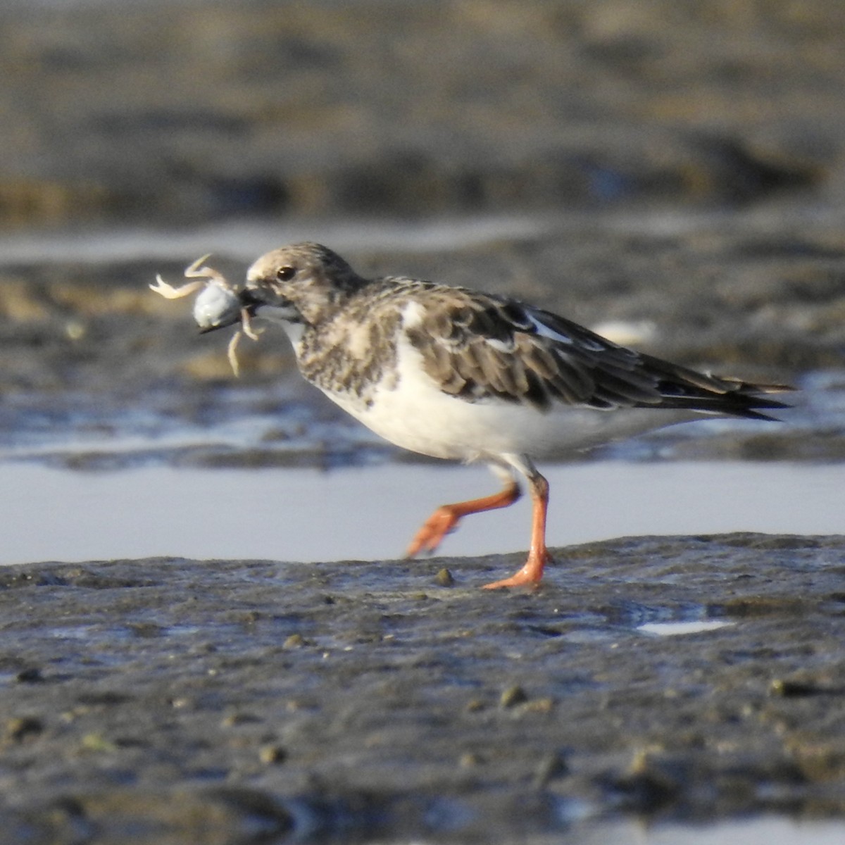 Ruddy Turnstone - ML624577894