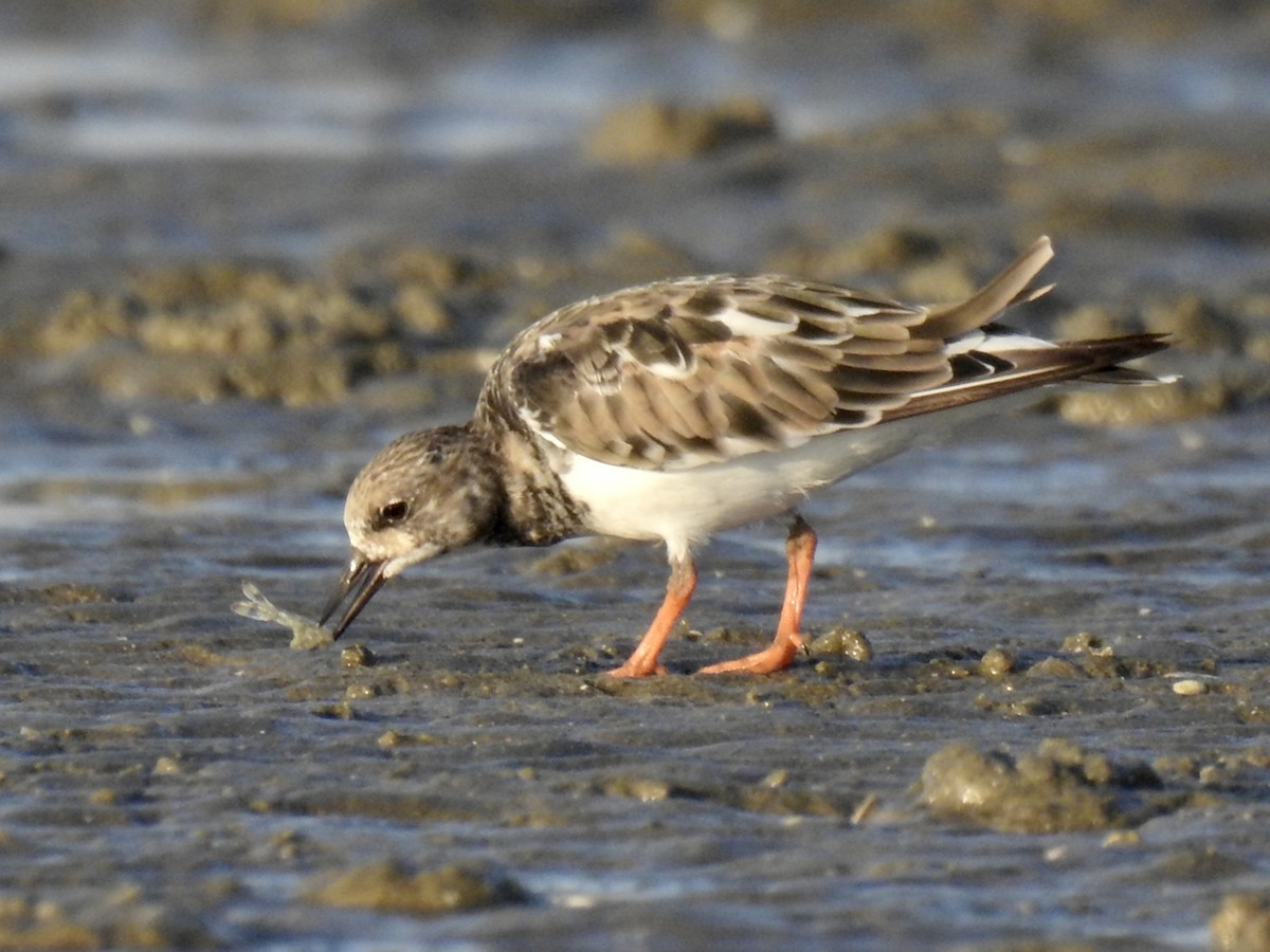 Ruddy Turnstone - ML624577895