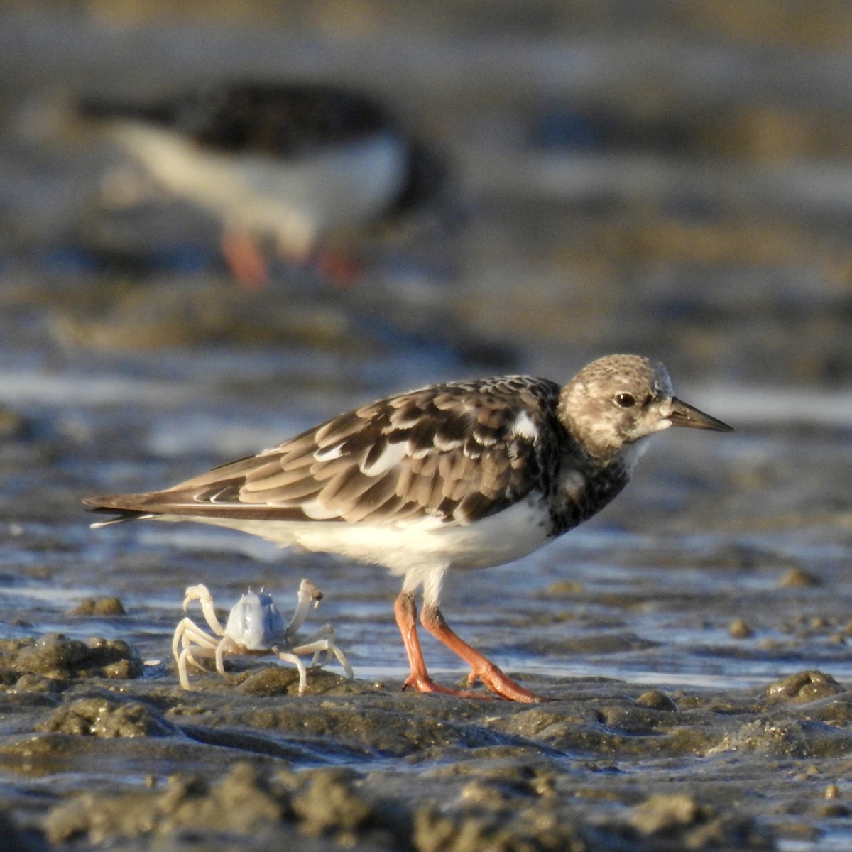 Ruddy Turnstone - ML624577896