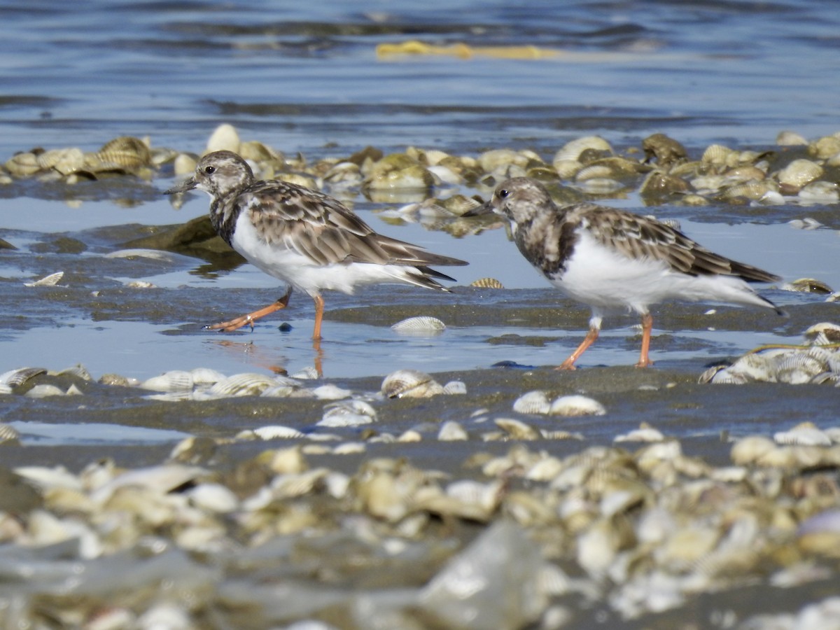 Ruddy Turnstone - ML624577897