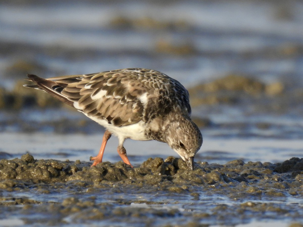 Ruddy Turnstone - ML624577898