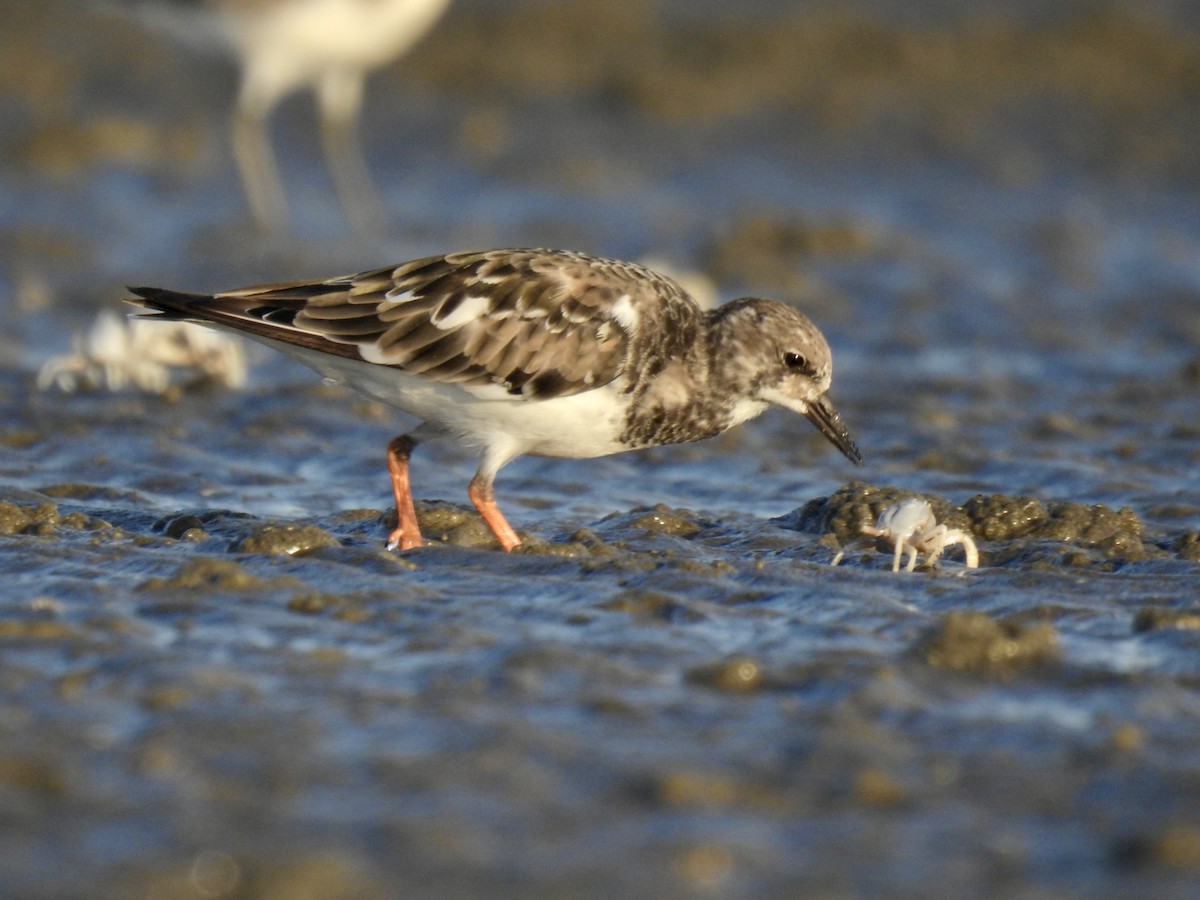 Ruddy Turnstone - ML624577899