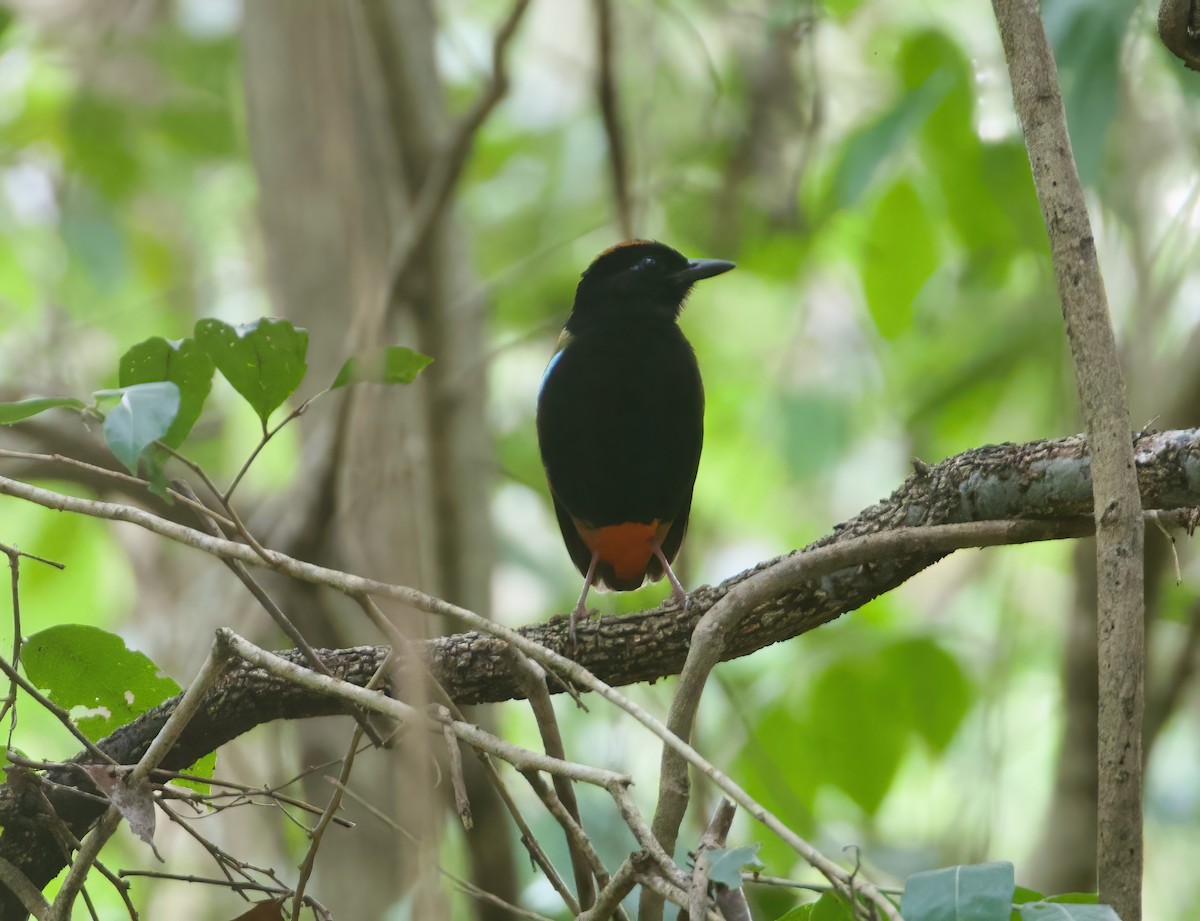 eBird Checklist - 6 Oct 2024 - Howard Springs Nature Park - 29 species