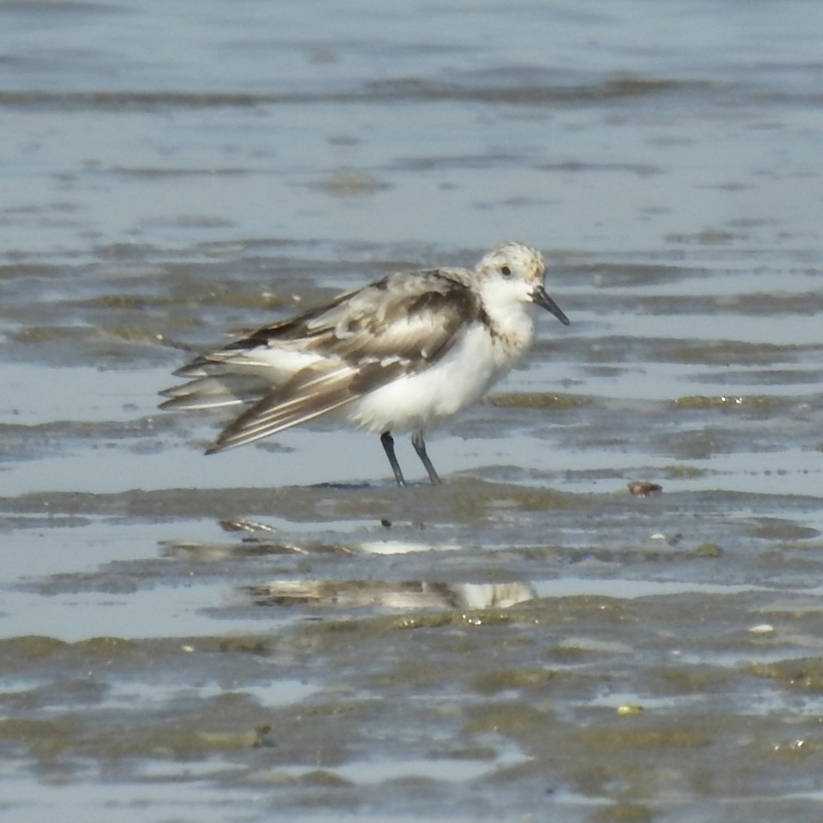 Sanderling - ML624577916