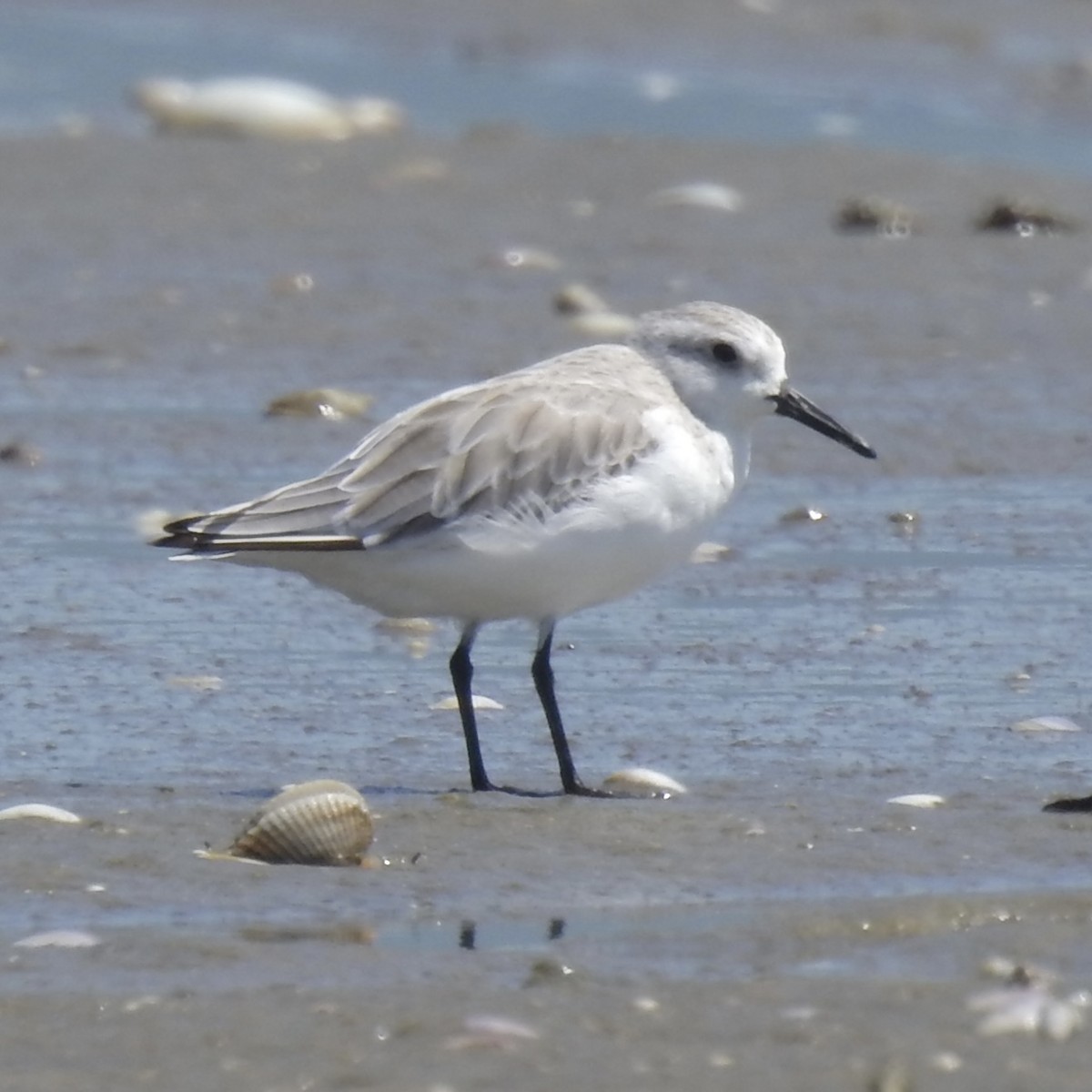 Sanderling - ML624577917