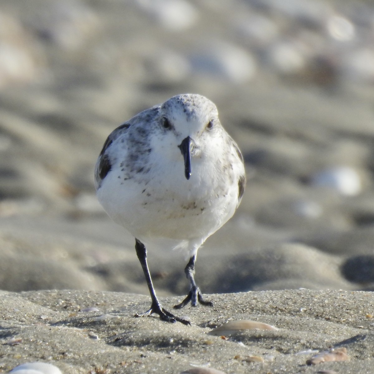 Sanderling - ML624577918