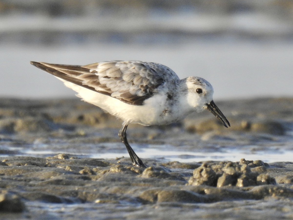 Sanderling - ML624577919