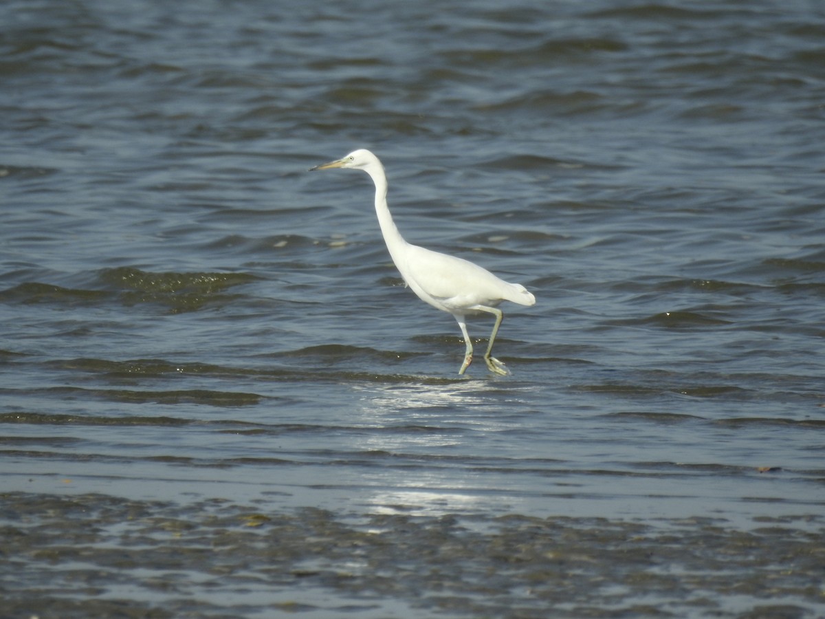 Chinese Egret - ML624577946