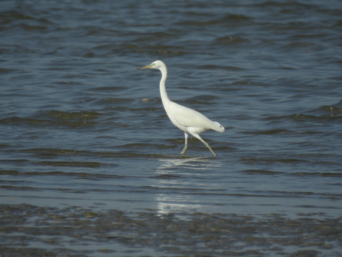 Chinese Egret - ML624577947