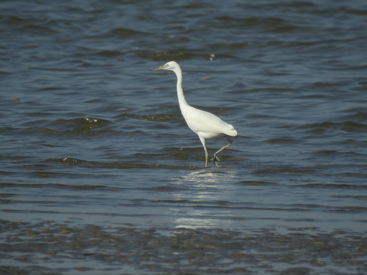 Chinese Egret - ML624577948