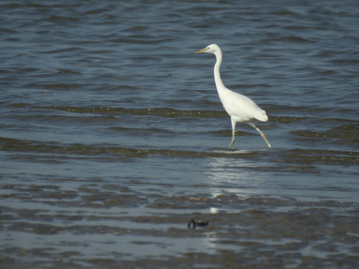 Chinese Egret - Steve Lei