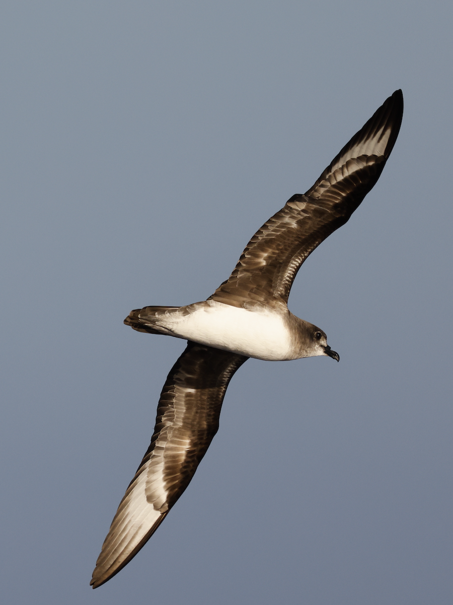 Herald Petrel - ML624577953