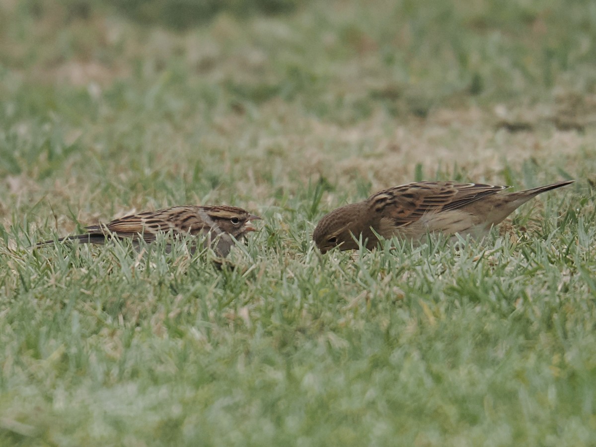 Chipping Sparrow - ML624577966