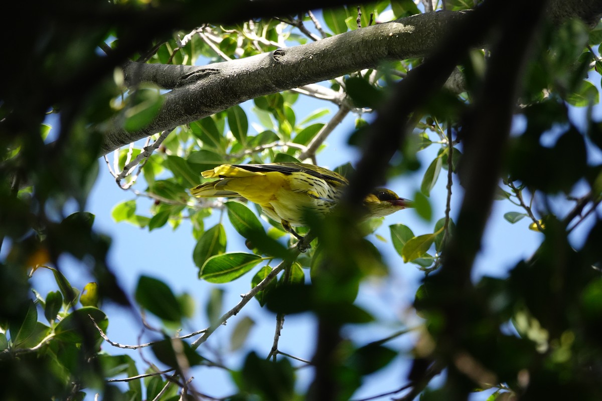 žluva černošíjná - ML624577967