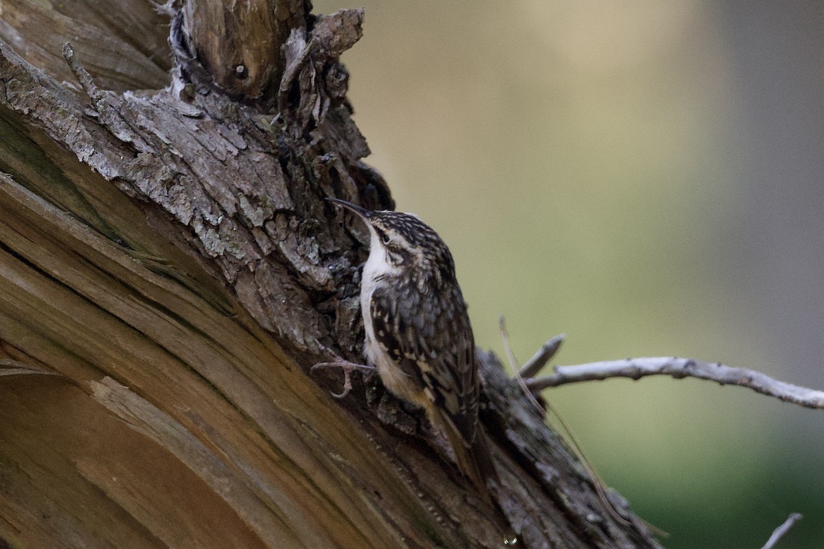 Brown Creeper - ML624577968