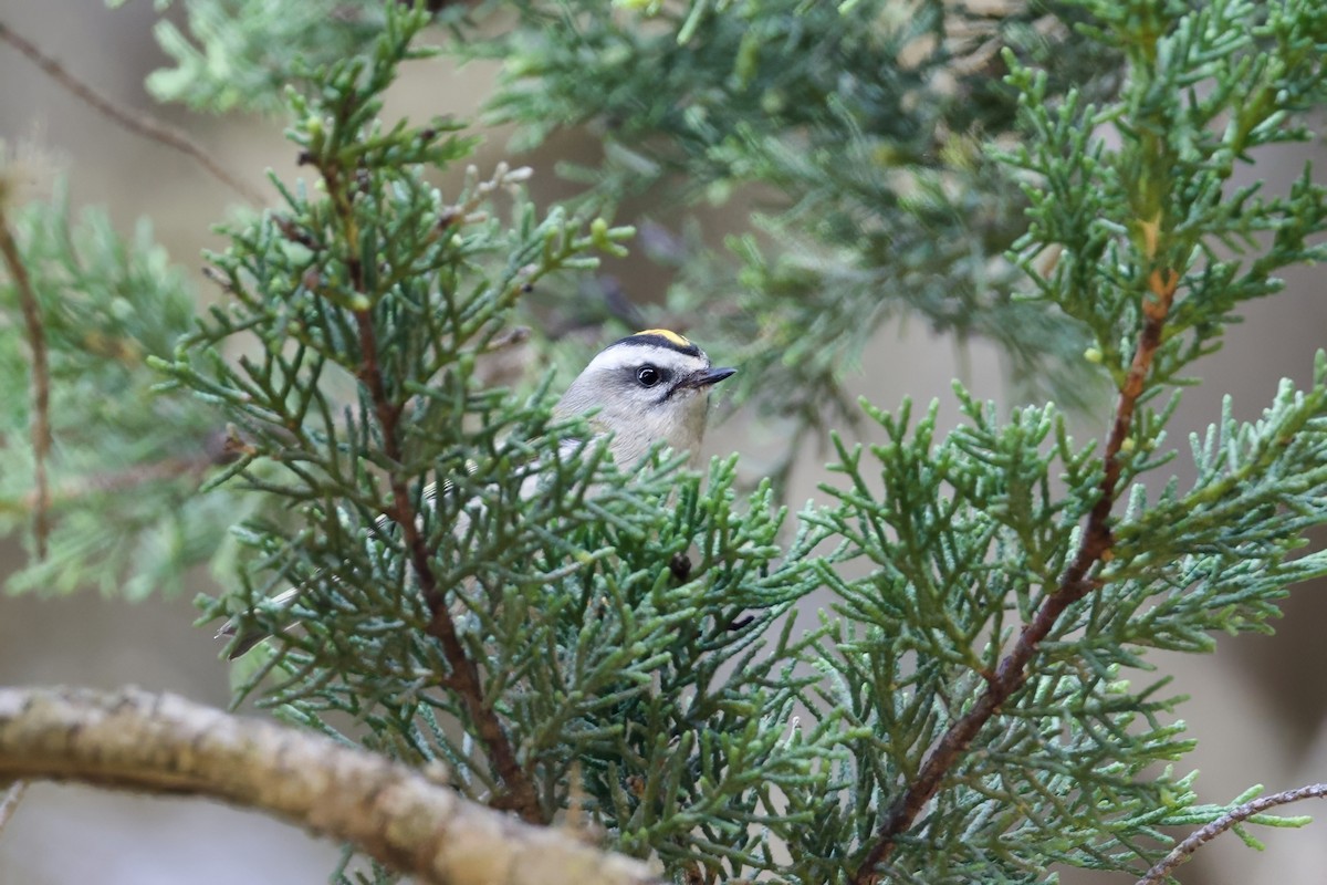 Golden-crowned Kinglet - ML624577969