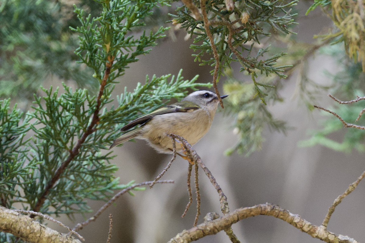 Golden-crowned Kinglet - ML624577970